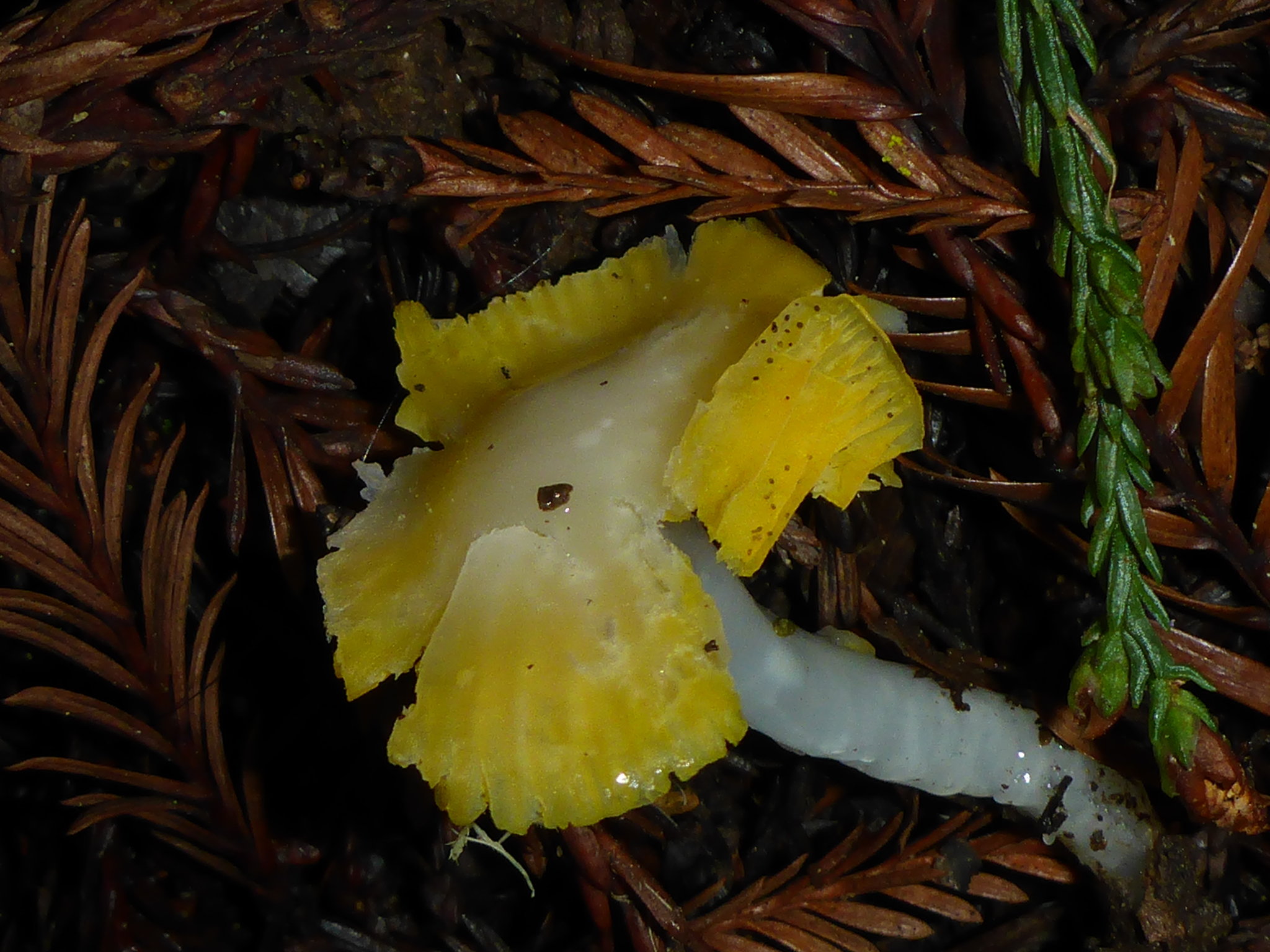 Hygrocybe flavifolia image