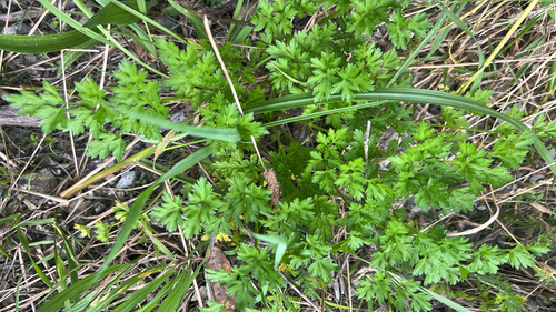 Garden parsley