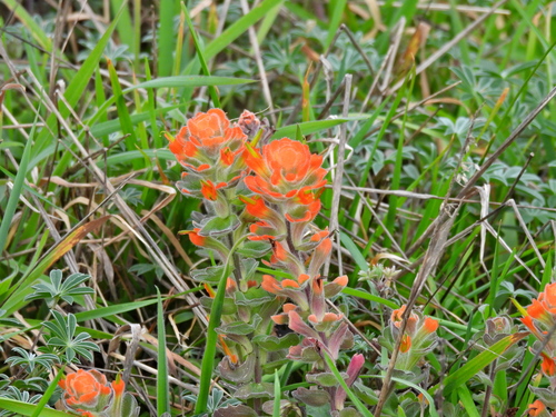 Mendocino Coast paintbrush (Castilleja mendocinensis)