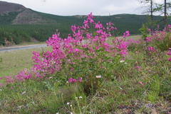 Hedysarum dasycarpum