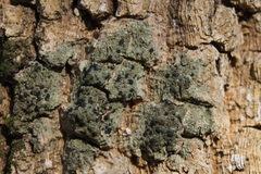 Bacidia schweinitzii