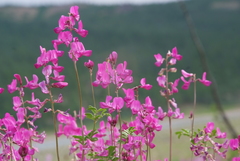 Hedysarum dasycarpum