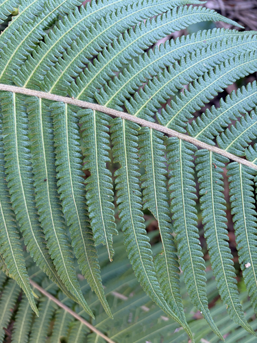 Thelypteris taiwanensis iNat (3)