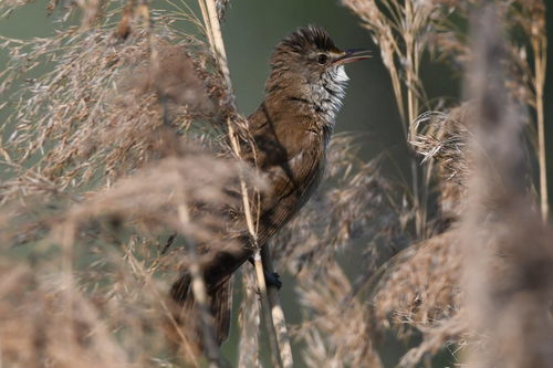 Acrocephalus arundinaceus