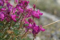 Hedysarum dasycarpum