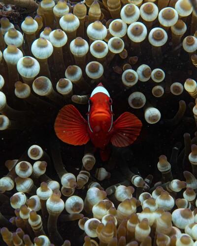 Spine-cheek Clownfish — seen at this dive site