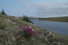 Hedysarum dasycarpum