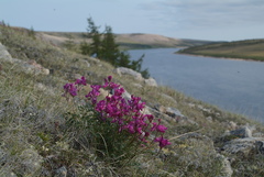 Hedysarum dasycarpum