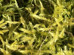 Homalothecium megaptilum