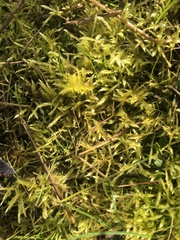 Homalothecium megaptilum