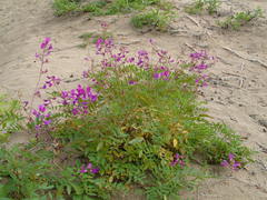 Hedysarum dasycarpum