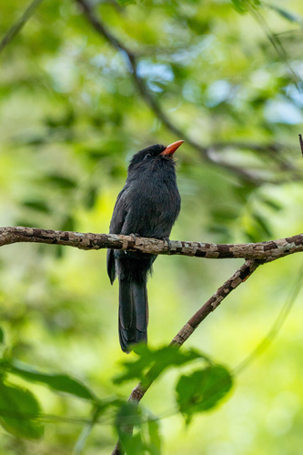 Black-fronted Nunbird (Monasa nigrifrons), photo 5