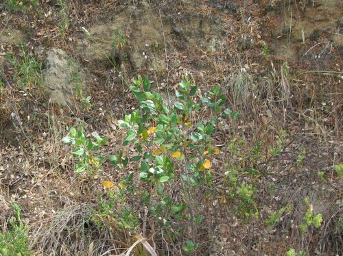 Rhamnus alaternus