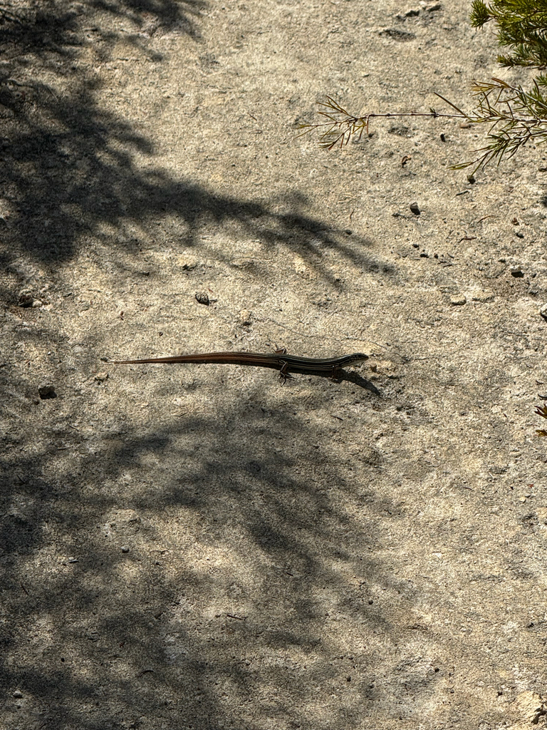 Odd-striped Ctenotus