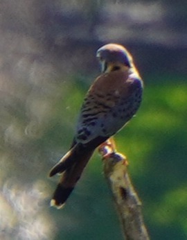 American Kestrel