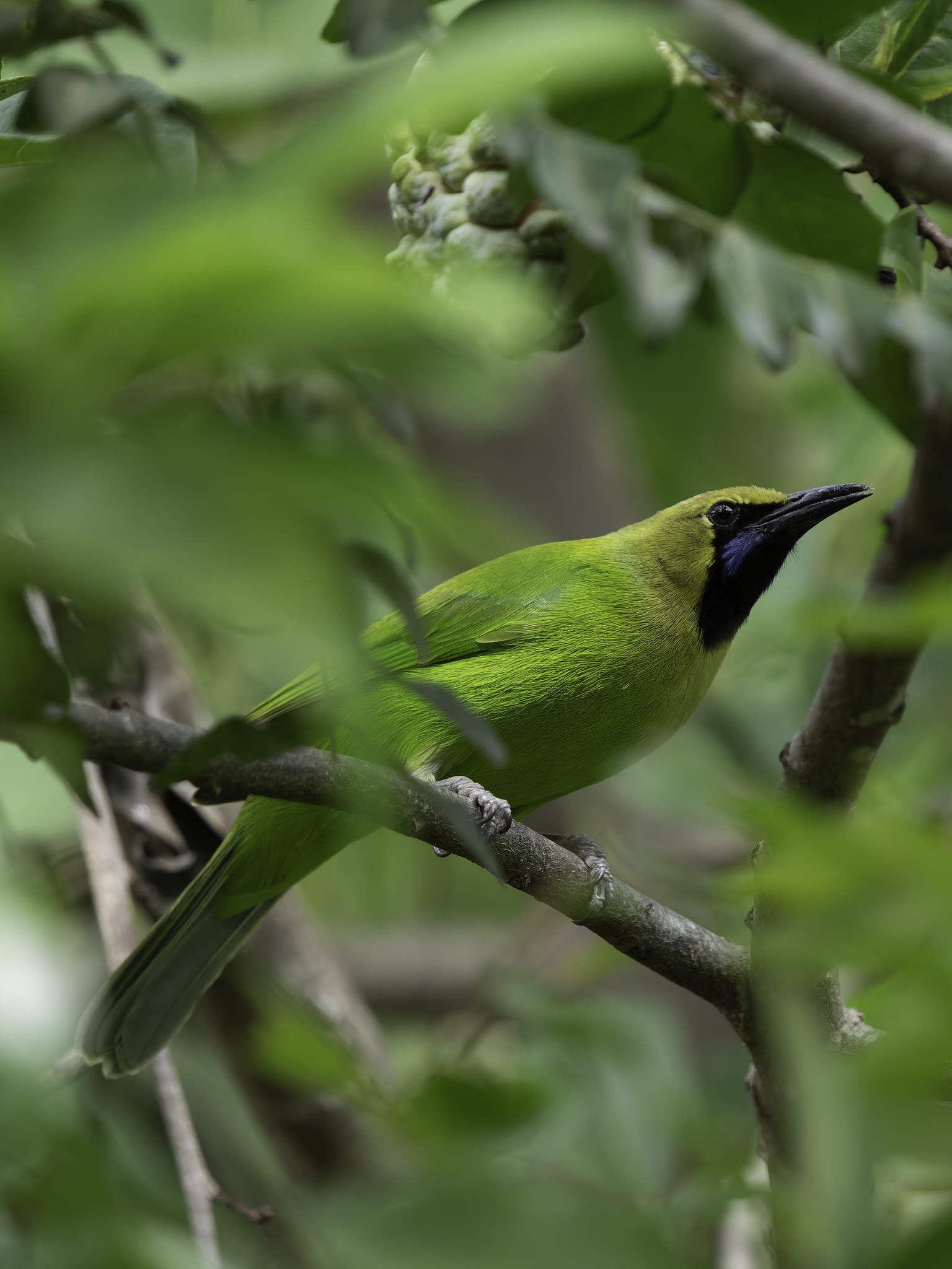Jerdon's Leafbird (Chloropsis jerdoni), photo 3