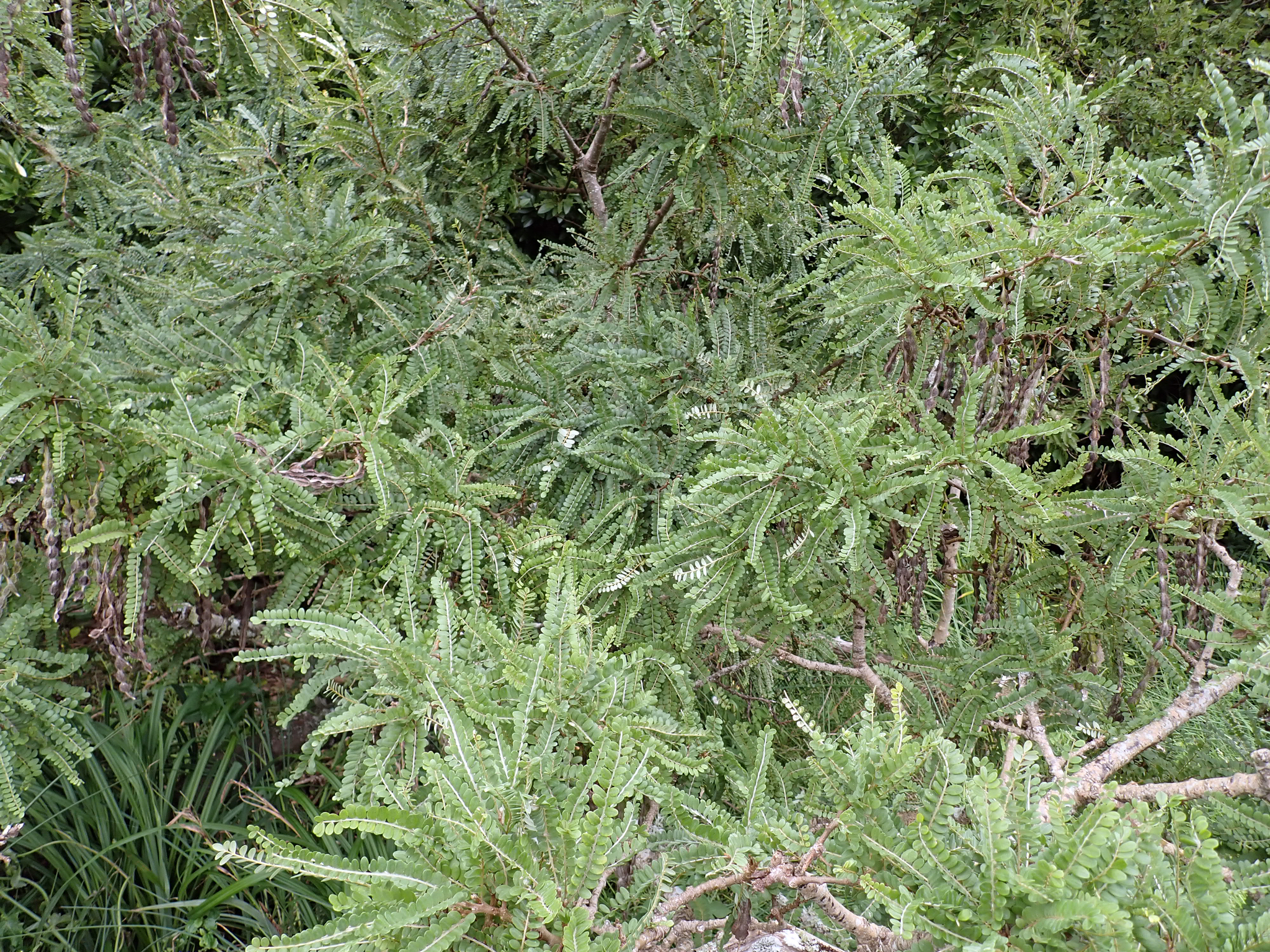 Coastal Kowhai (Sophora chathamica)