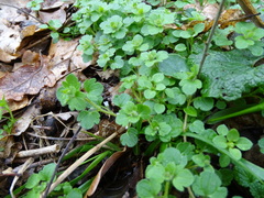 Veronica hederifolia