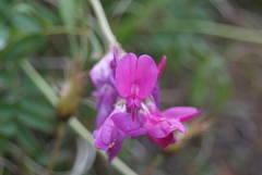 Hedysarum dasycarpum