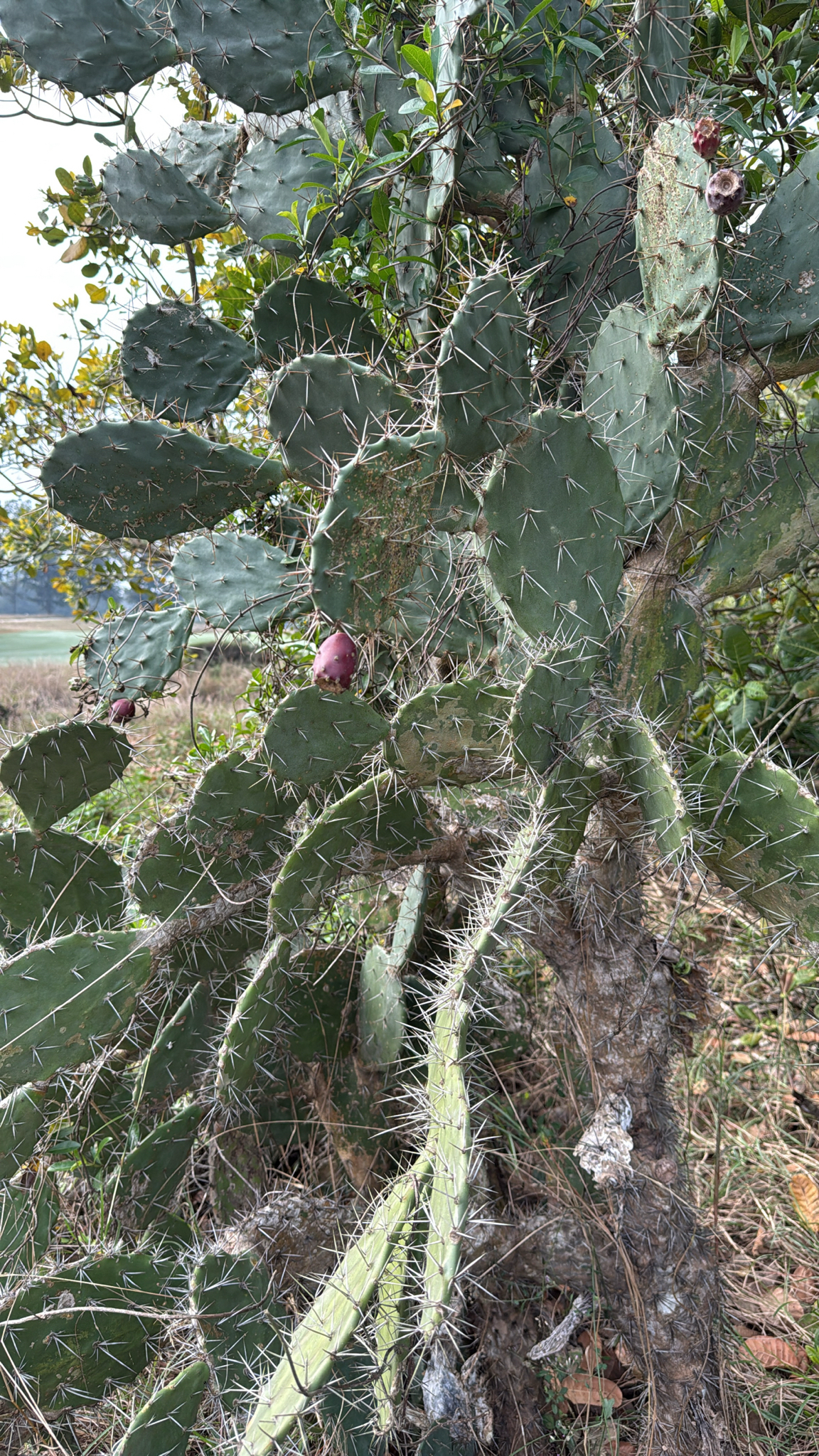Opuntia elatior (Opuntia elatior)
