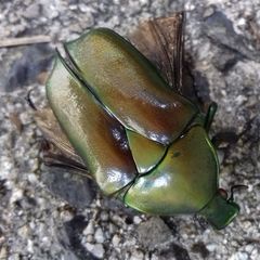 Pseudotorynorrhina japonica