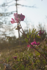 Hedysarum dasycarpum