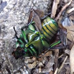 Pseudotorynorrhina japonica