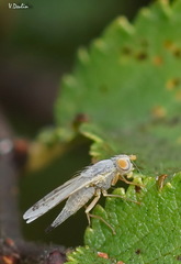 Acanthiophilus helianthi