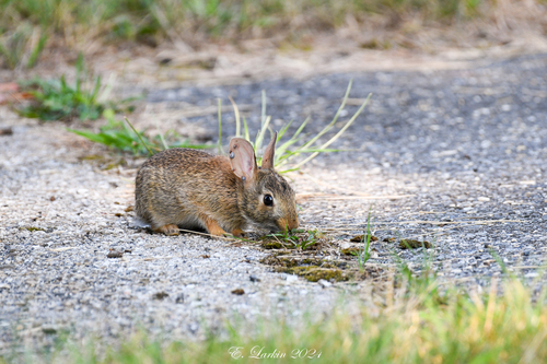 Eastern Cottontail photographed in Maryland
