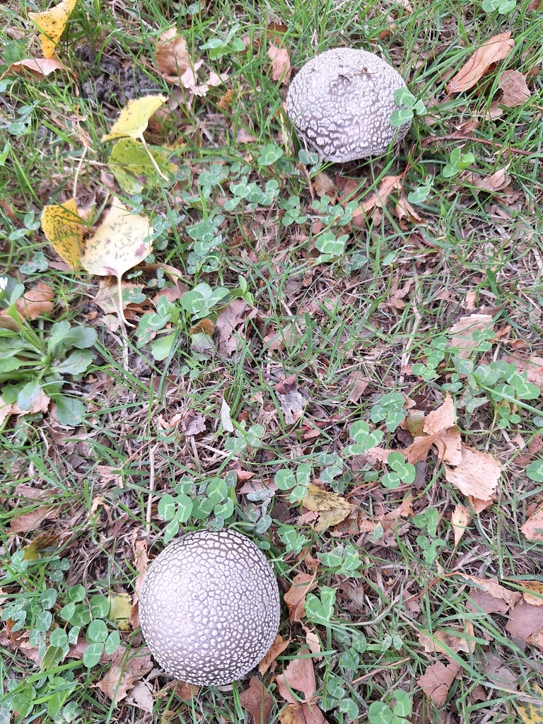 Amanita excelsa spissa · February 2026 · photo: © heidimeudt (iNaturalist, cc-by)