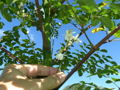 Moringa oleifera