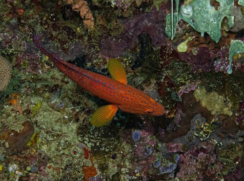 Coral Grouper — seen at this dive site