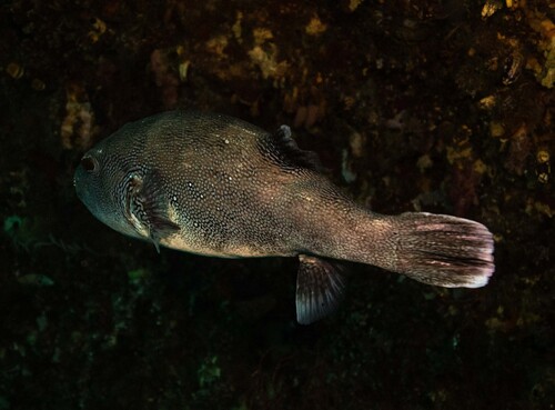 Bluespotted Puffer — seen at this dive site