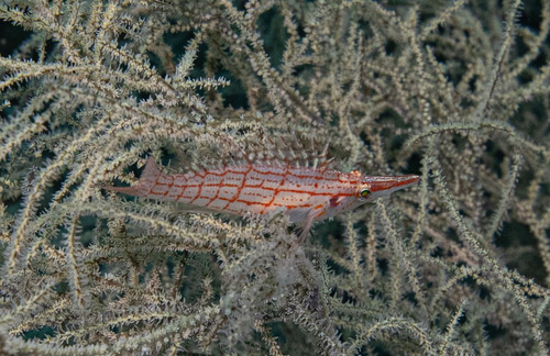 Longnose Hawkfish — seen at this dive site