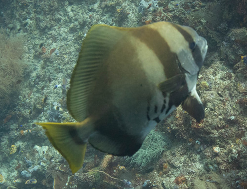 Humphead Batfish — seen at this dive site