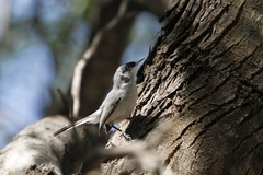 Polioptila melanura