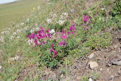 Hedysarum dasycarpum