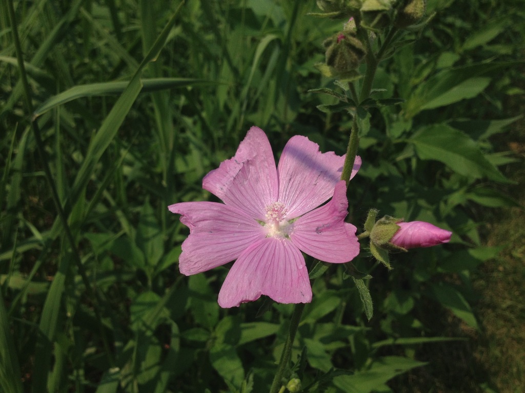 Malva moschata, Bredesen Park, Edina, MN 55436, USA