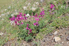 Hedysarum dasycarpum