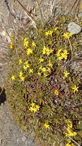 Oreopolus glacialis, photograph 2