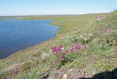 Hedysarum dasycarpum