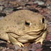 Texas Toad - Photo (c) tom spinker, some rights reserved (CC BY-NC-ND)
