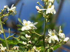Moringa oleifera