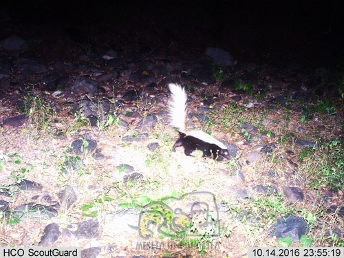 American Hog-nosed Skunk