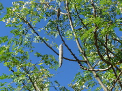 Moringa oleifera