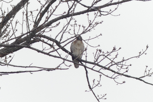 Red-tailed Hawk