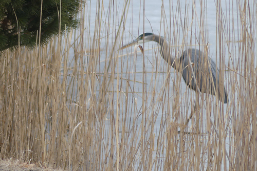 Great Blue Heron
