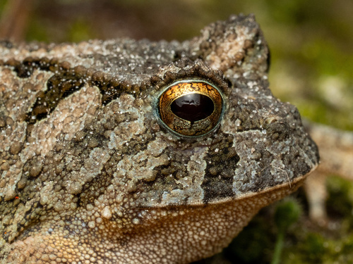 Goias Smooth Horned Frog, Proceratophrys goyana