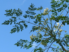 Moringa oleifera