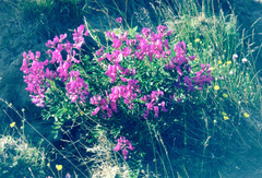 Hedysarum dasycarpum